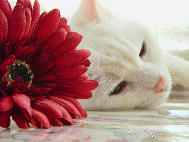 明星对决：张伟砍下30分，赛场表现抢眼！，明星张伟男