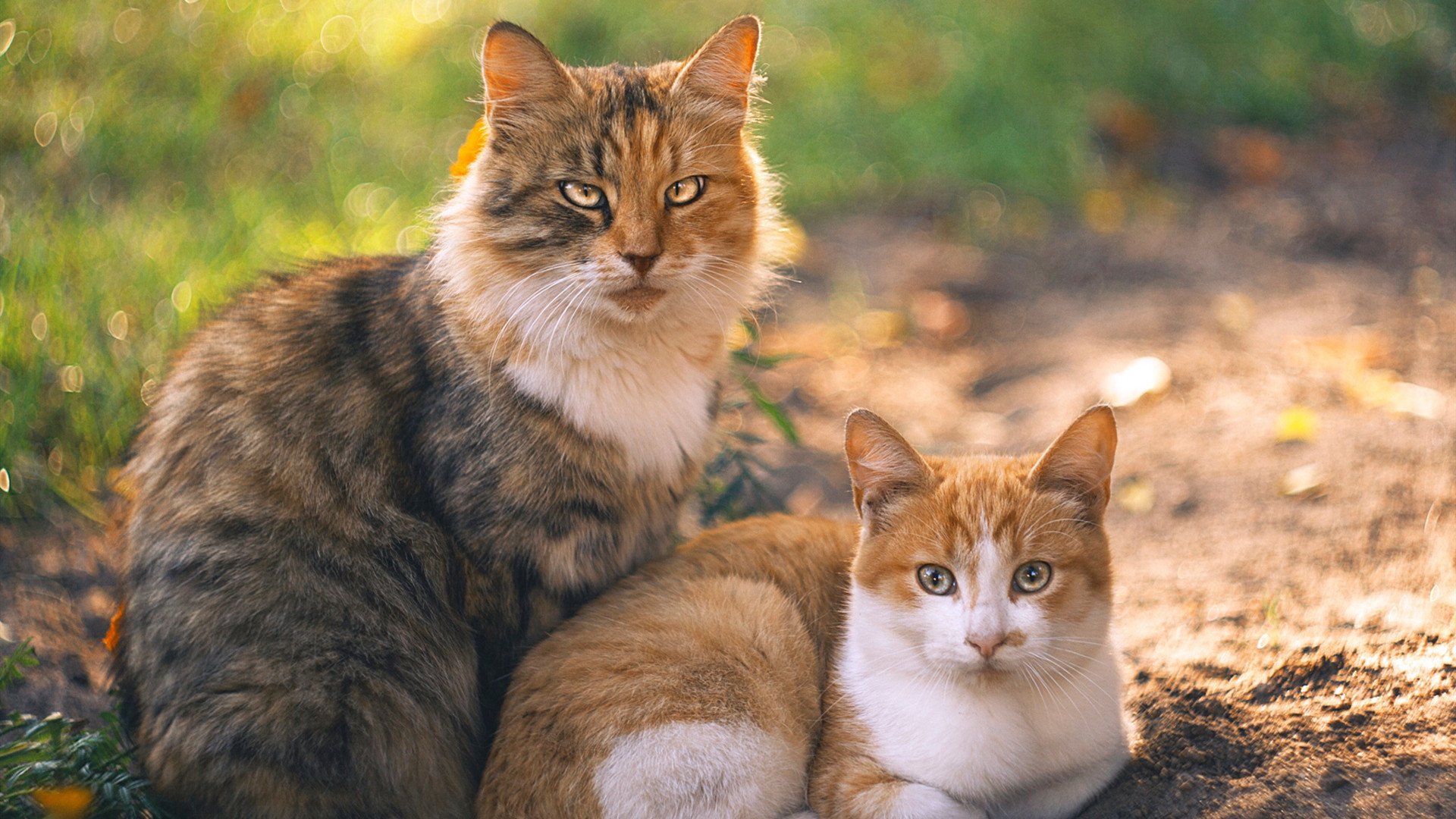kaiyun官方入口登录-乡村运动会：乡土文化的新生力量，乡村运动会作文