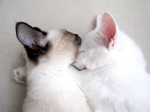 凯尔特人新秀被哈佛邀请演讲，主题聚焦团队与信任，凯尔特人 新秀