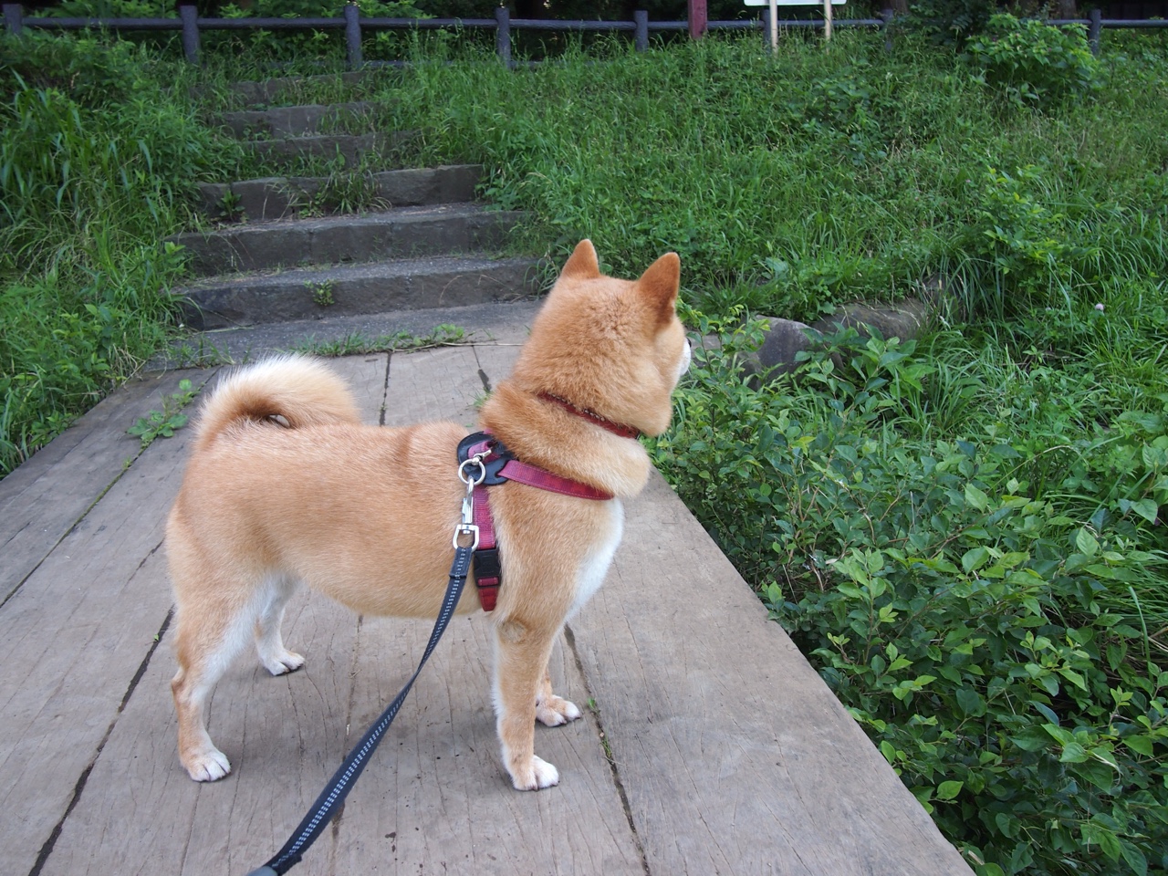 开云esport-季后赛焦点：蒂伊在绝境中连续两场投中关键远距离三分！，伊蒂分队